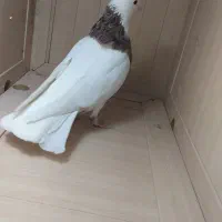 طوقی|پرنده|ایوان, |دیوار