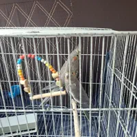 یک جفت عروس هلندی نر و ماده|پرنده|قم, زاویه|دیوار