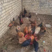 فروش مرغ وخروس