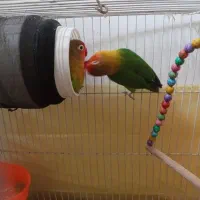 جفت عروس هلندی و کوتوله معاوضه|پرنده|مشهد, سجاد شهر|دیوار