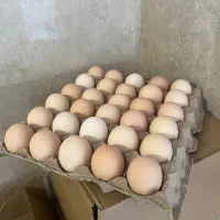 تخم مرغ بومی