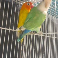 خریداروفروش طوطی پرنده کاسکوملنگوعروس فنچ