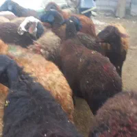 ۲۰ تا میش جوان