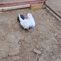 تکدوم نر|پرنده|سردرود, |دیوار