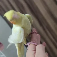 عروس هلندی|پرنده|تهران, خانی آباد نو جنوبی|دیوار