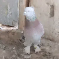 کبوتر ترکیه ایناق هواگیر|پرنده|گرمی, |دیوار