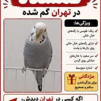 گمشده در تهران