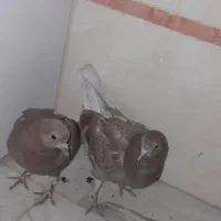 کفتر  پرشی|حیوانات|قم, شاد قلی|دیوار