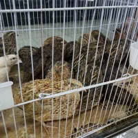 تخمگزار درشت