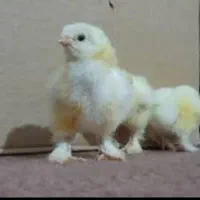 جوجه برهمای یک روزه تا یک ماهه