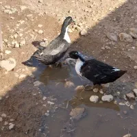 اردک‌نر‌‌وماده‌‌‌محلی‌وروسی‌موجوده|حیوانات مزرعه|گوآور, |دیوار