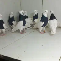 طوقی سیاه|پرنده|مشهد, عامل|دیوار