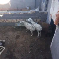 دومیش۴۰تا۴۵کیلوفروشی