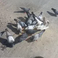 ۲۰عددکفترپر