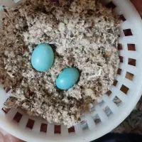 مرغ مینا سخنگو  قناری مست|پرنده|زرند, |دیوار