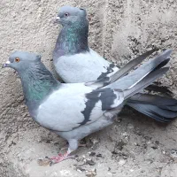 نروماده عروسک سبزکاکلی