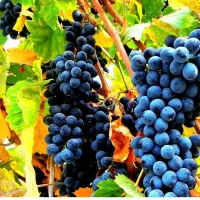 مویز بدون هسته|خوردنی و آشامیدنی|نقده, |دیوار