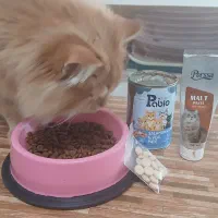 پرشین گاردفیلد  نر|گربه|نیشابور, جمهوری|دیوار