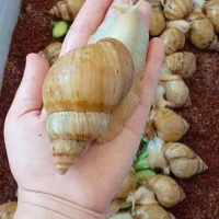 آچاتینا و آلبینو