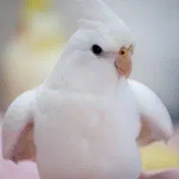عروس هلندی گم شده