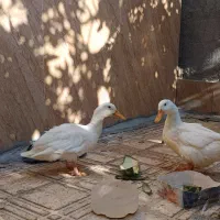 اردک بومی