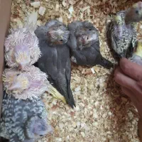 جوجه عروس هلندی سرلاکی همه رنگ|پرنده|شاهینشهر, نبوت|دیوار