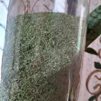 شوید خشک تازه