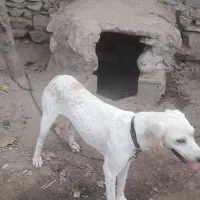 سگ دمبلان|سگ|گلی داغ, |دیوار