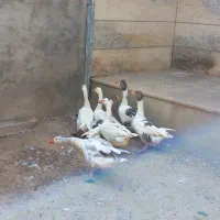 غاز