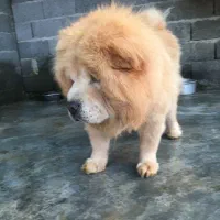 چاوچاو زبان بنفش اصیل ساکت و اجتماعی