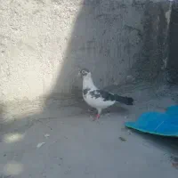 کفتر‌پرشی‌ماده