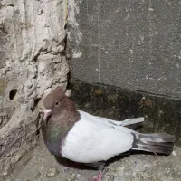 یک عدد سینه سرخ کاردرست|پرنده|تربت جام, مسکن ملی|دیوار