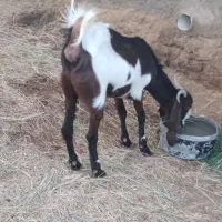 ۵عددگوسفند|حیوانات مزرعه|ماهان, |دیوار