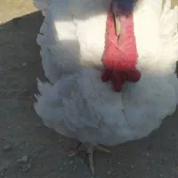 بوقلمون بیوتی