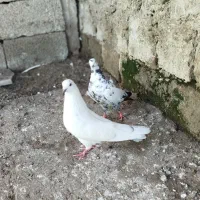 کبوتر پرشی