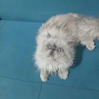 گربه پرشین نر