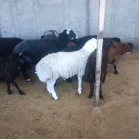 بره نر کشتاری درجه یک