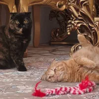 واگذاری همدمِ زیبا|گربه|نیشابور, کوی فرهنگیان|دیوار