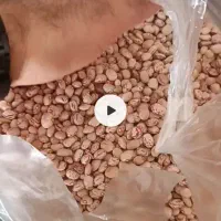 لوبیا چیتی محلی
