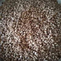 لوبیا چیتی