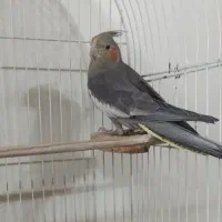 عروس هلندی