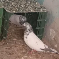 سه جفت کبوتر پرشی|پرنده|مزرعه کتول, |دیوار