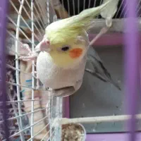 با قفس