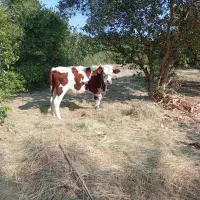 گاو ماده|حیوانات مزرعه|توکهور, |دیوار