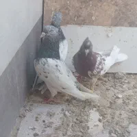 کبوتر|پرنده|شیراز, کرونی(خاتونک)|دیوار