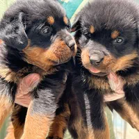 سگ روتوایلر تیپ حرفه ای پوزه مکعبی|سگ|تهران, جردن|دیوار