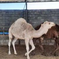 بچه شتر هاشی