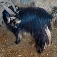 ا عدد دوبر روزگاری ...|حیوانات مزرعه|گتوند, |دیوار