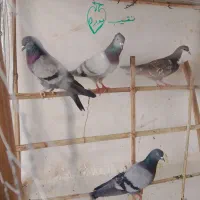 سلام  چند عدد کفتر با سه عدد گل بسر