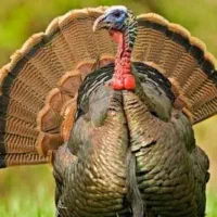 بوقلمون نر و ماده